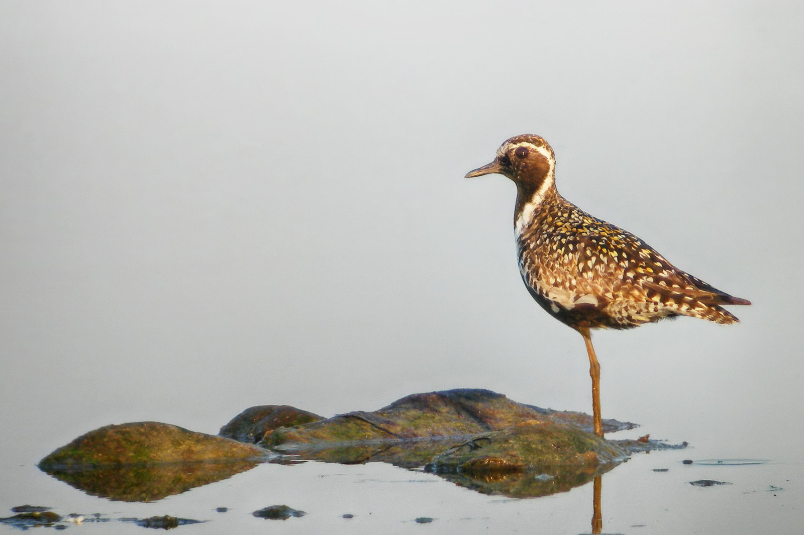 image Pacific Golden Plover